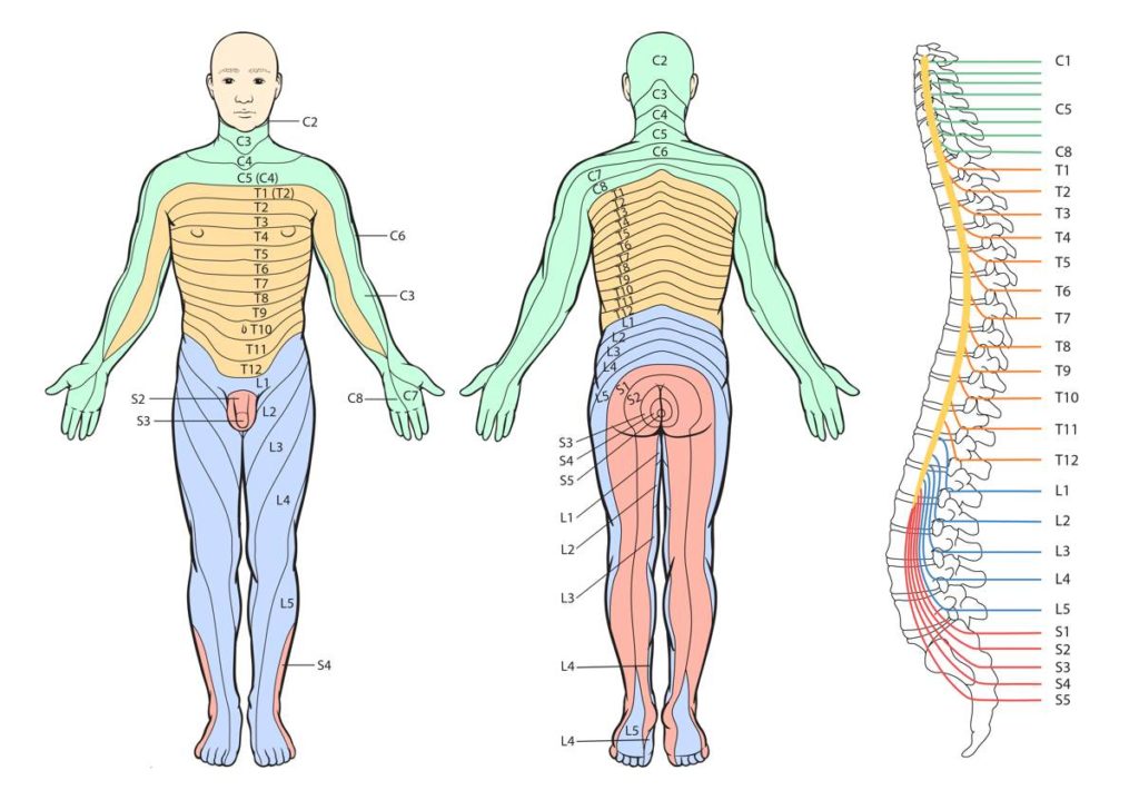 Dermatomes